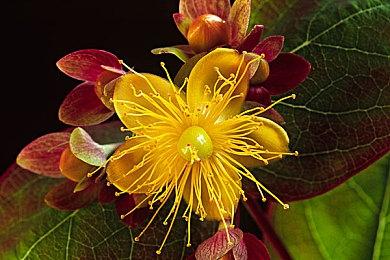 国产RPG《异梦迷城》试玩版已上线 双主角设定