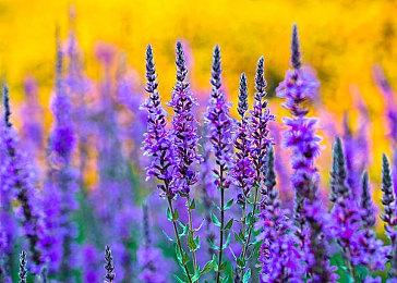 索尼发放特别限量版PS5手柄 只有PlayStation员工才能获得